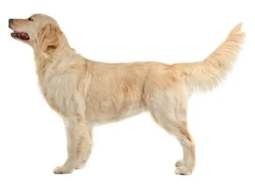 Golden retriever_Africa Studio_shutterstock