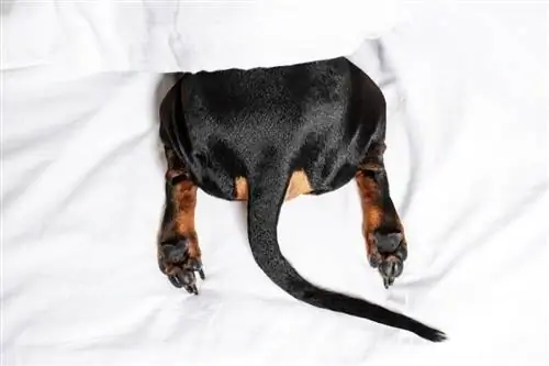 siyah ve ten rengi köpek butt_Masarik_shutterstock