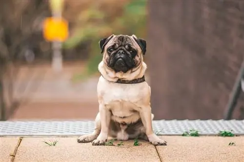 pug sentado ao ar livre