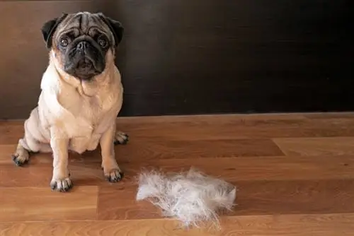 um cachorro pug sentado no chão ao lado de uma pilha de cabelo