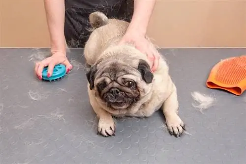 um cachorro pug sendo escovado