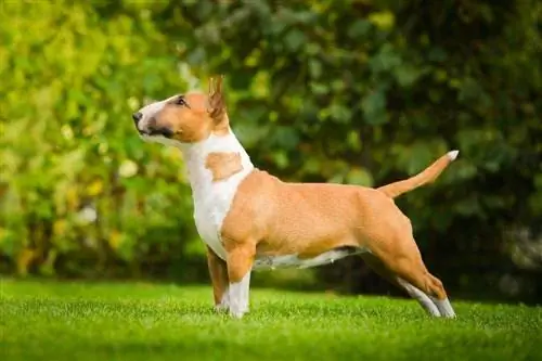 Bull terrier