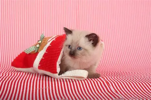 5 Magagandang DIY Cat Christmas Stocking Plan na Magagawa Mo Ngayon (Na may Mga Larawan)