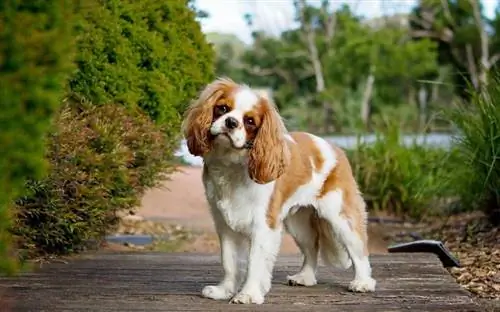 Σκύλος Cavalier King Charles Spaniel σε εξωτερικούς χώρους