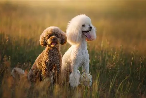 mbwa wawili wa poodle kwenye nyasi