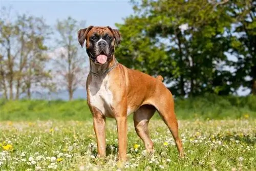 câine boxer