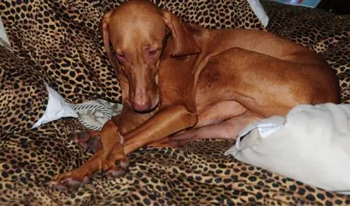 Куче Vizsla, свито в леглото