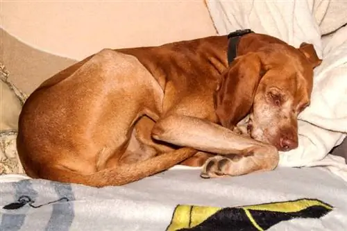 vizsla hund liggende på tæppe