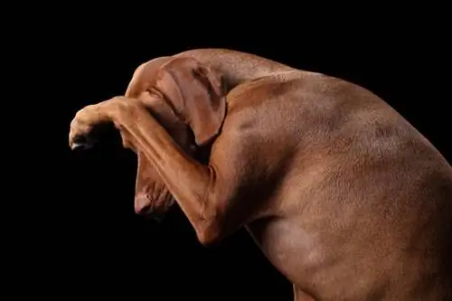 perro vizsla cierra los ojos con la pata