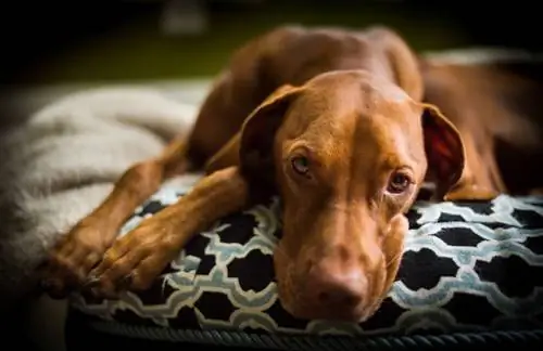 Perro Vizsla en cama de perro