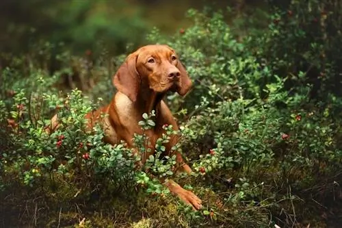 Үзэсгэлэнт Vizsla лабораторийн холимог