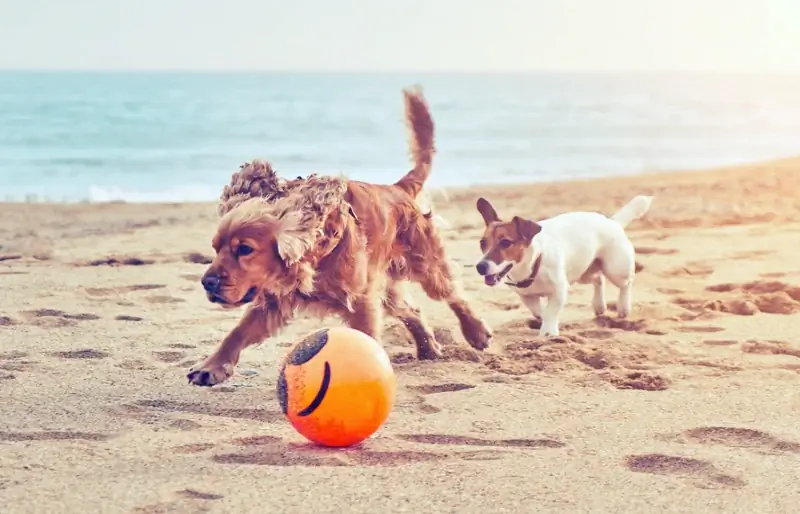 cocker spaniel bermain dengan anjing terrier jack russell di pantai