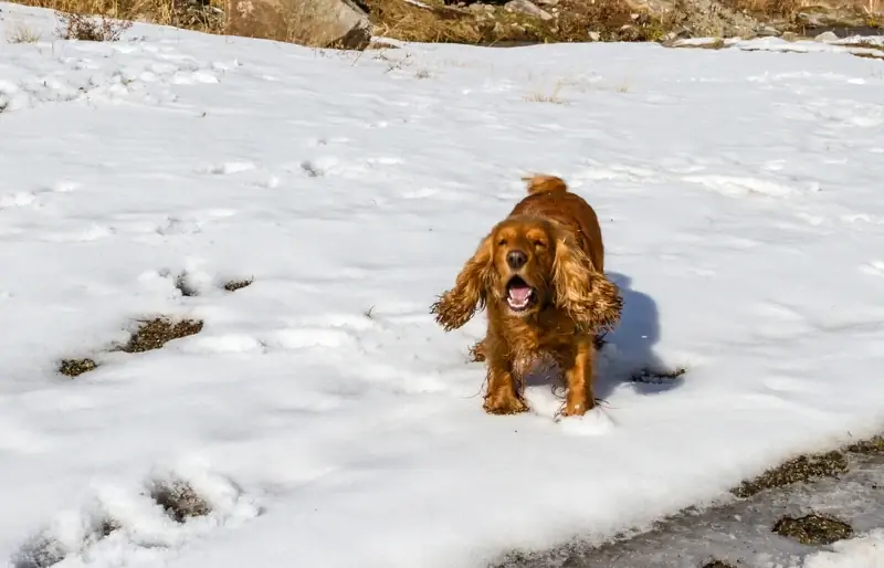 ayam jantan spaniel menyalak di luar dalam salji