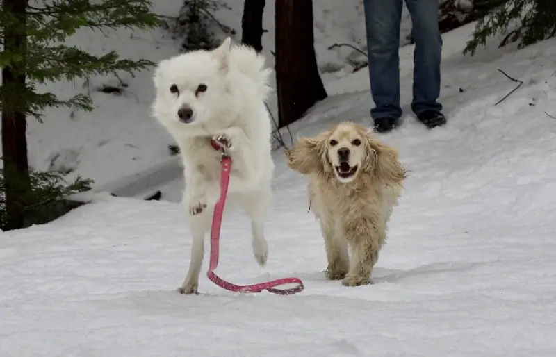 kokerspanielis bėga paskui amerikiečių eskimo šunį sniege