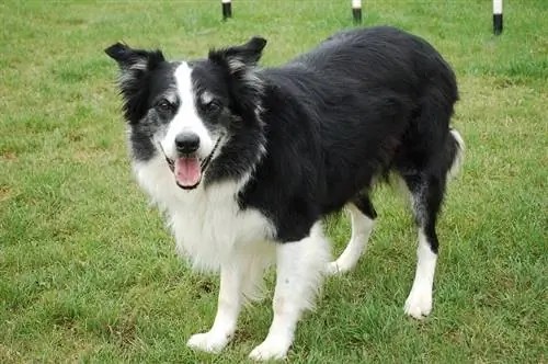 Border collie