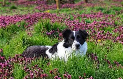 border collie fora no jardim