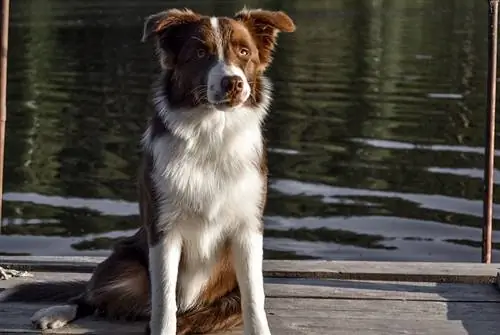 collie perbatasan coklat dan putih