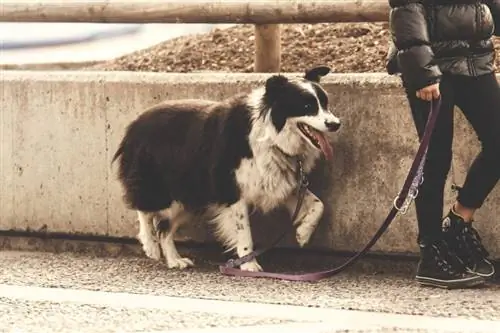 Ali so mejni ovčarji dobri za prve lastnike?