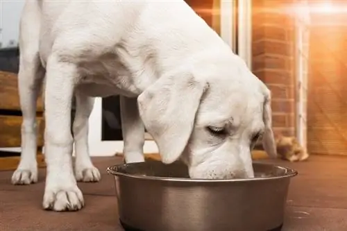 Witte hond aan het eten