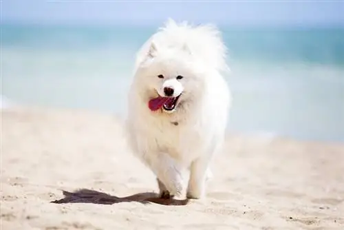 samoyed շուն լողափում