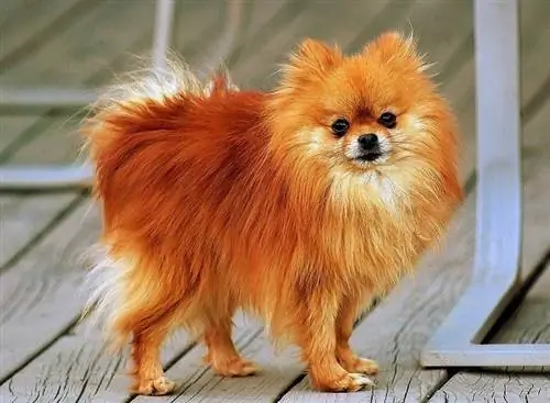 Orange Pomeranian: Mga Katotohanan, Pinagmulan & Kasaysayan (May Mga Larawan)