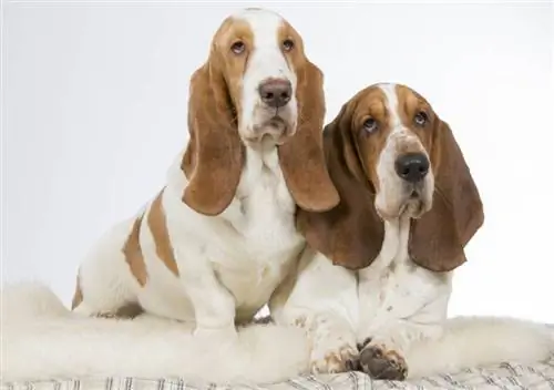 dos gossos basset hound