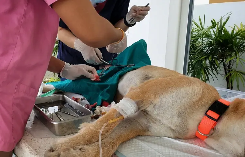 dierenarts die een hond steriliseert of castreert