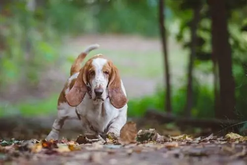 Basset hound sa mga dahon ng taglagas