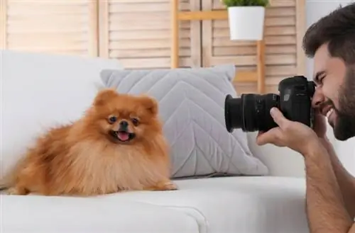 Hari Fotografi Anjing Kebangsaan 2023: Bila Ianya & Bagaimana Ia Diraikan