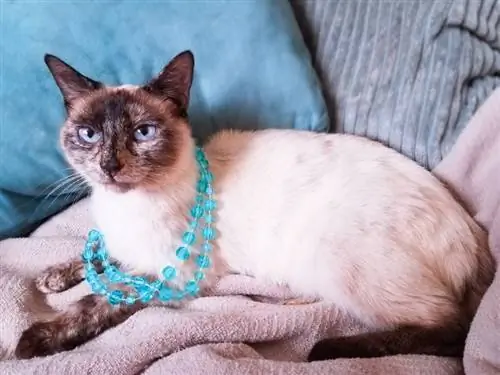 tortie ነጥብ siamese_Kitti_Kween_shutterstock