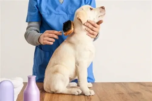 groomer brushing qenush labrador