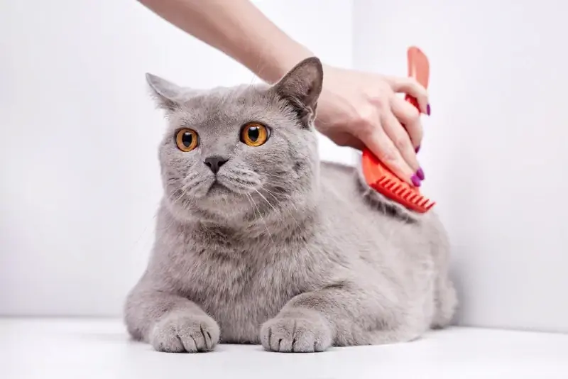 british shorthair kedisinin saçını tarayan insan