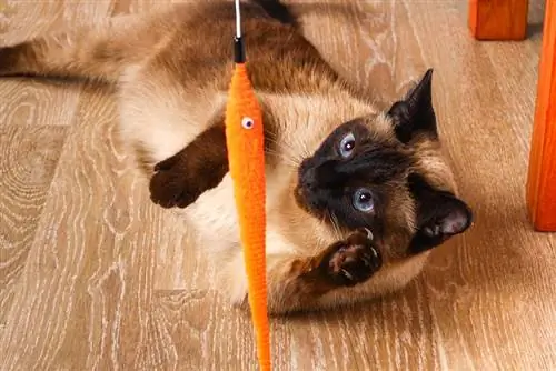 paka siamese akicheza na toy wand