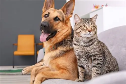 kucing dan anjing beristirahat bersama di sofa di dalam ruangan