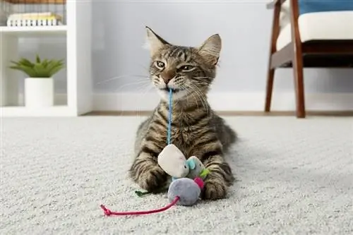 kucing bermain dengan tikus catnip