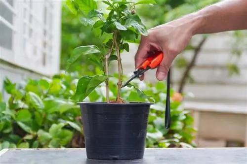 tailler une plante de jasmin