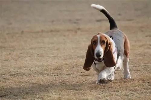 Basset hund