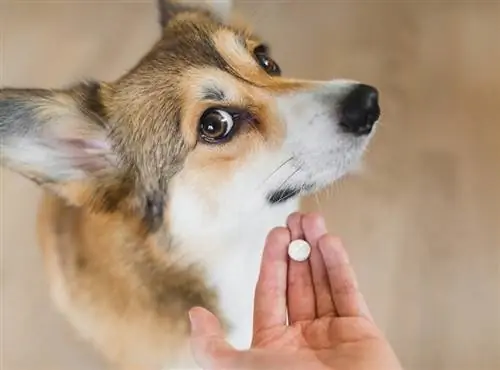 el dueño de la mascota le da medicamentos en pastillas al perro