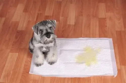 Schnauzer-puppy-and-urine-puddle_Maximilian100_shutterstock