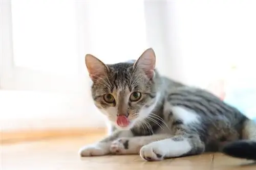 Grau getigerte Katze streckt die Zunge heraus, während sie auf dem Boden liegt