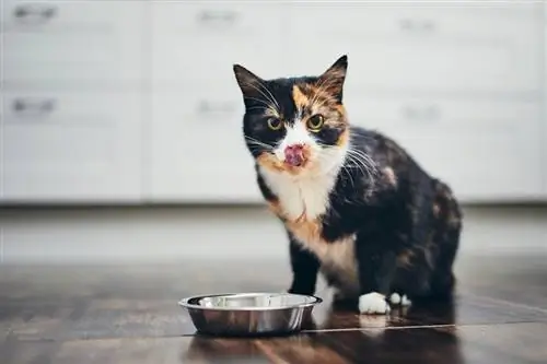 gato faminto sentado ao lado de uma tigela de comida na cozinha de casa