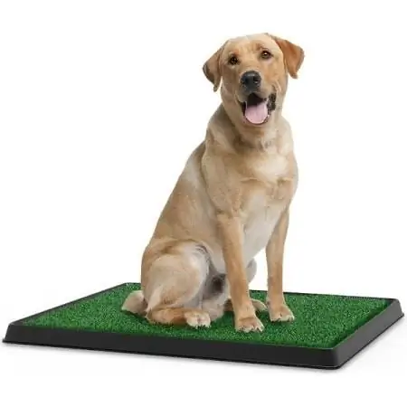 Pet Adobe Artificial Nyom Potty Trainer Dog Mat