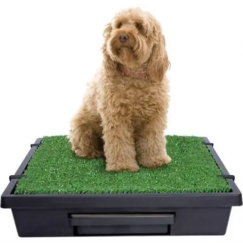 PetSafe Tsiaj Loo Portable Sab Hauv Tsev & Sab nraum zoov Dog Potty