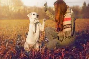 vrouw traint labrador trucs in het veld