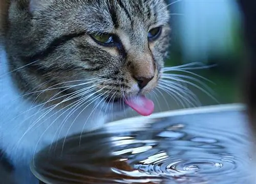 gato bebendo agua