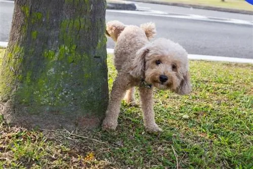 pudeļu tēviņš urinē