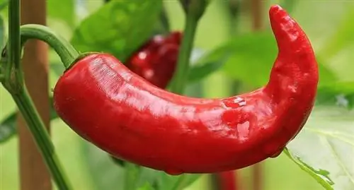 Pimiento picante