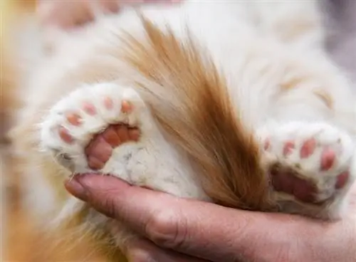 pattes mignonnes polydactyle