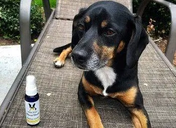 10 Beste Deodorante vir Honde, Keulen & Parfuums van 2023 – Resensies & Gids