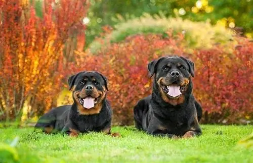 Dos rottweilers estirats al pati